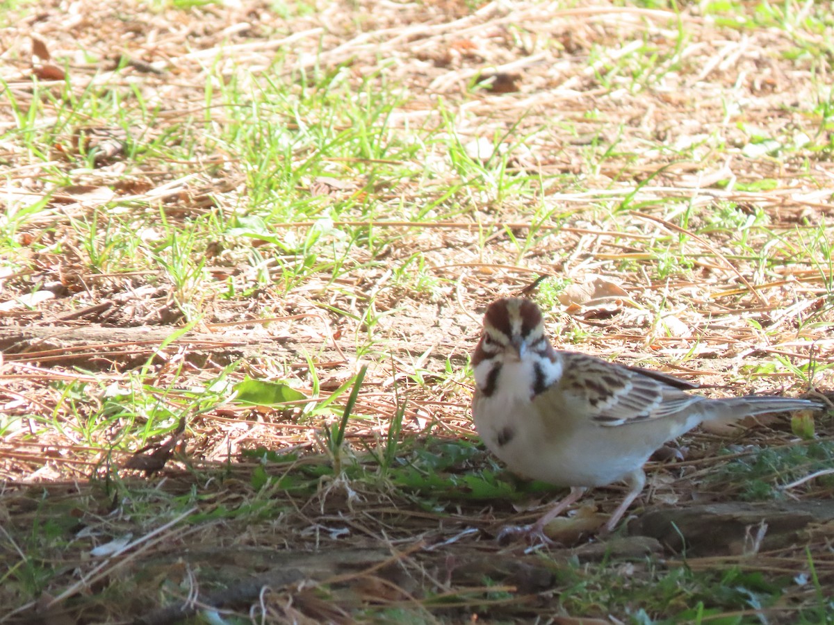 ヒバリヒメドリ - ML646422645