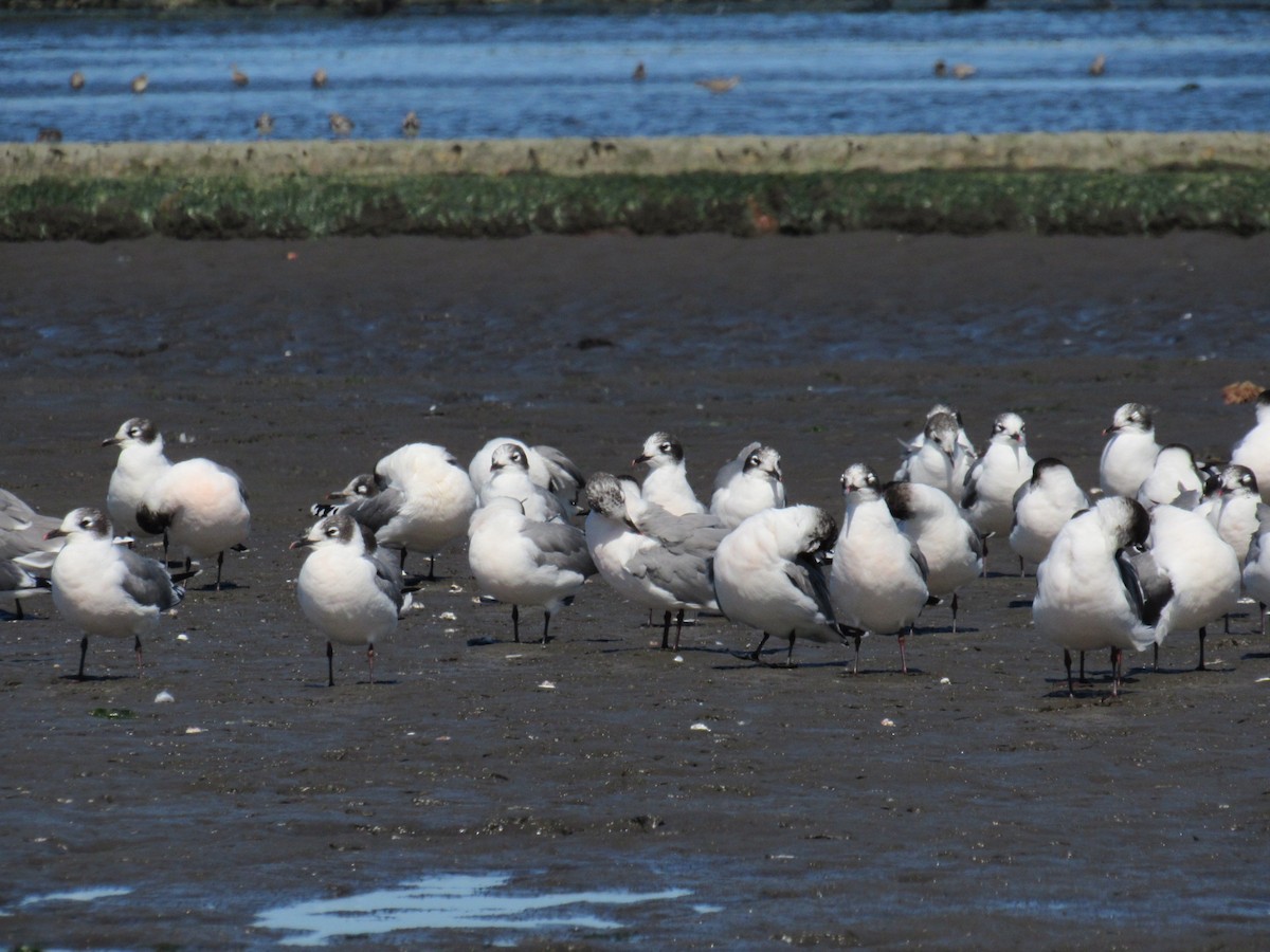 Gaviota Pipizcan - ML646422647