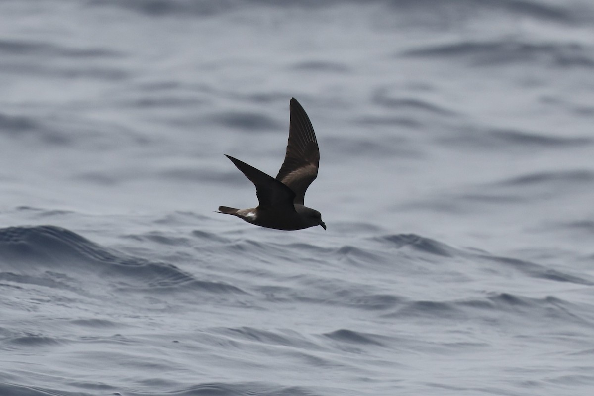 白腰叉尾海燕(chapmani) - ML646422648