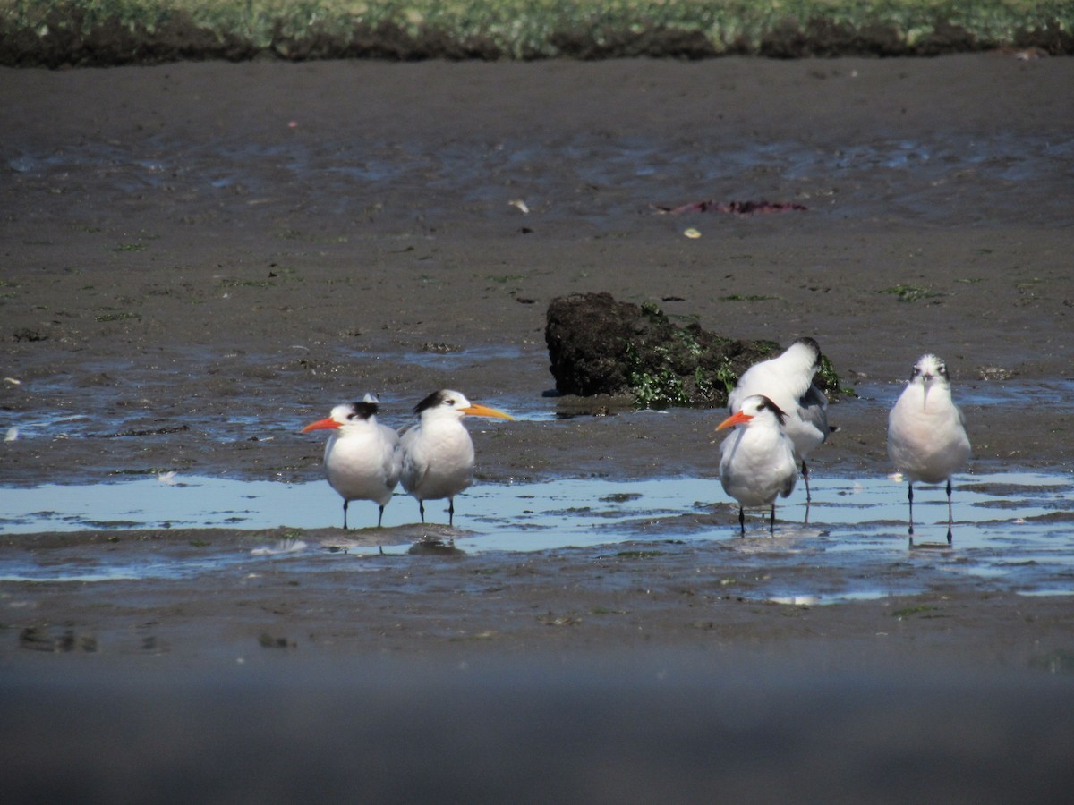 Elegant Tern - ML646422650