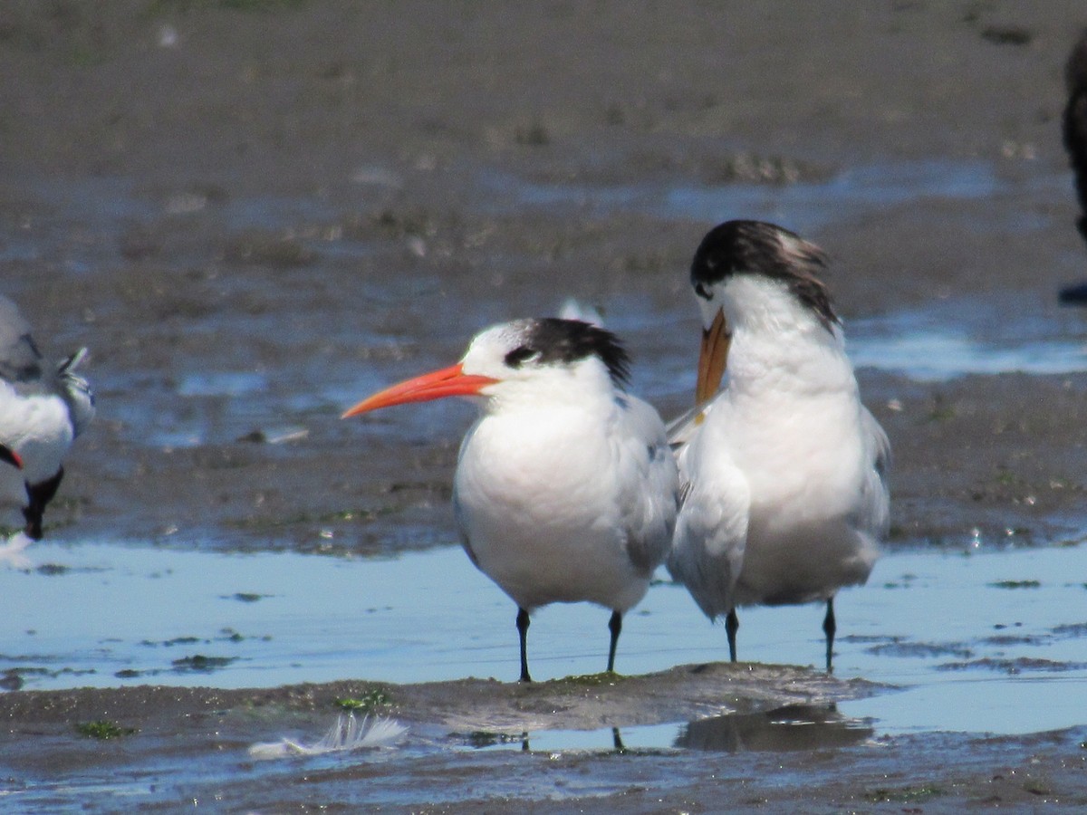 Elegant Tern - ML646422651