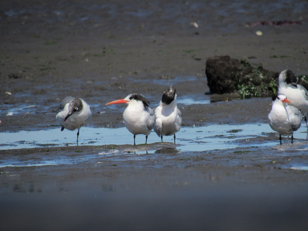 Elegant Tern - ML646422652
