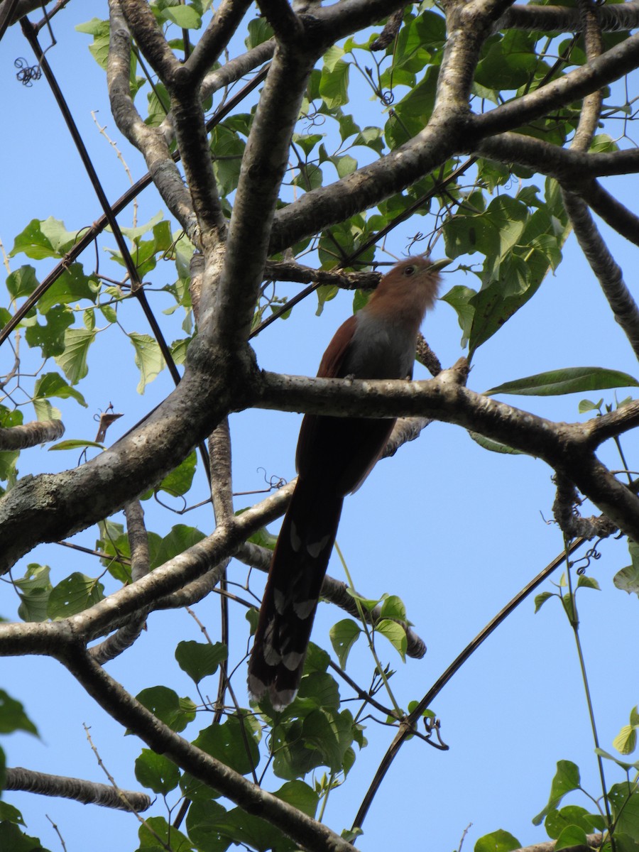 Common Squirrel-Cuckoo - ML646422653