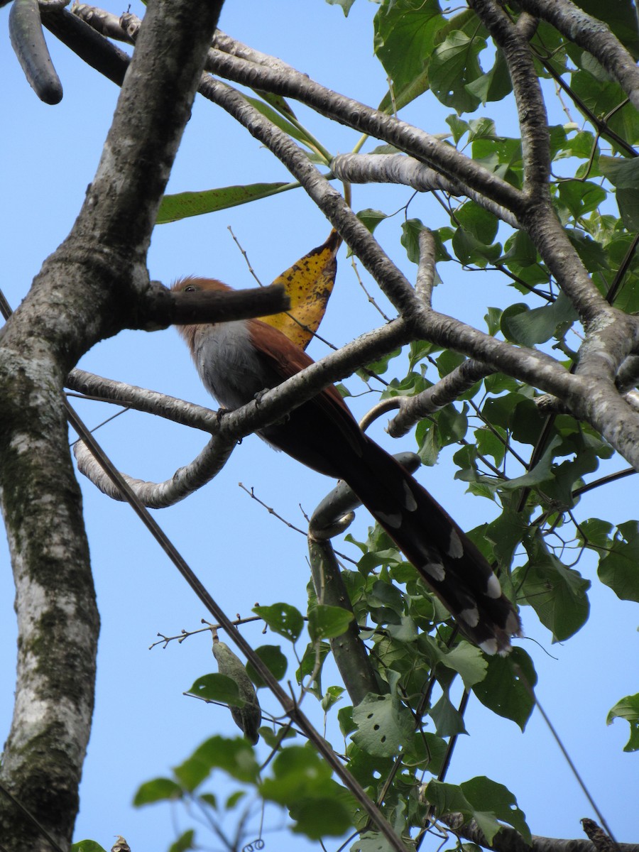 Common Squirrel-Cuckoo - ML646422660