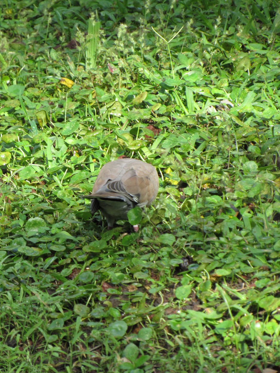 White-winged Dove - ML646422661