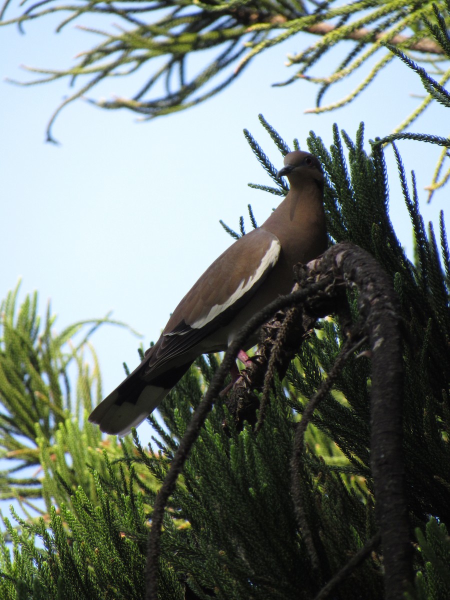 White-winged Dove - ML646422662