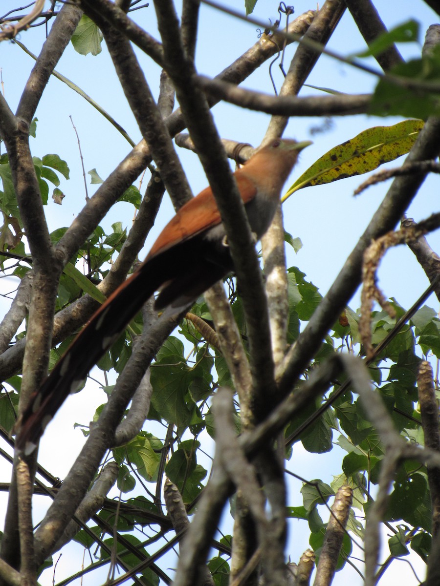Common Squirrel-Cuckoo - ML646422664
