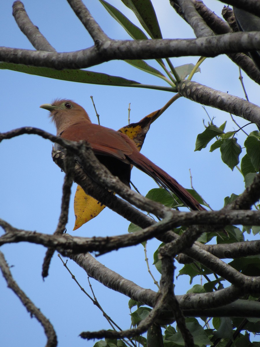 Common Squirrel-Cuckoo - ML646422665