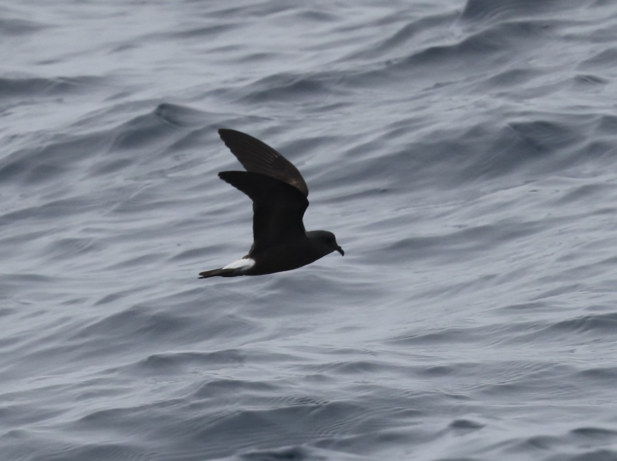 Townsend's Storm-Petrel - ML646422691