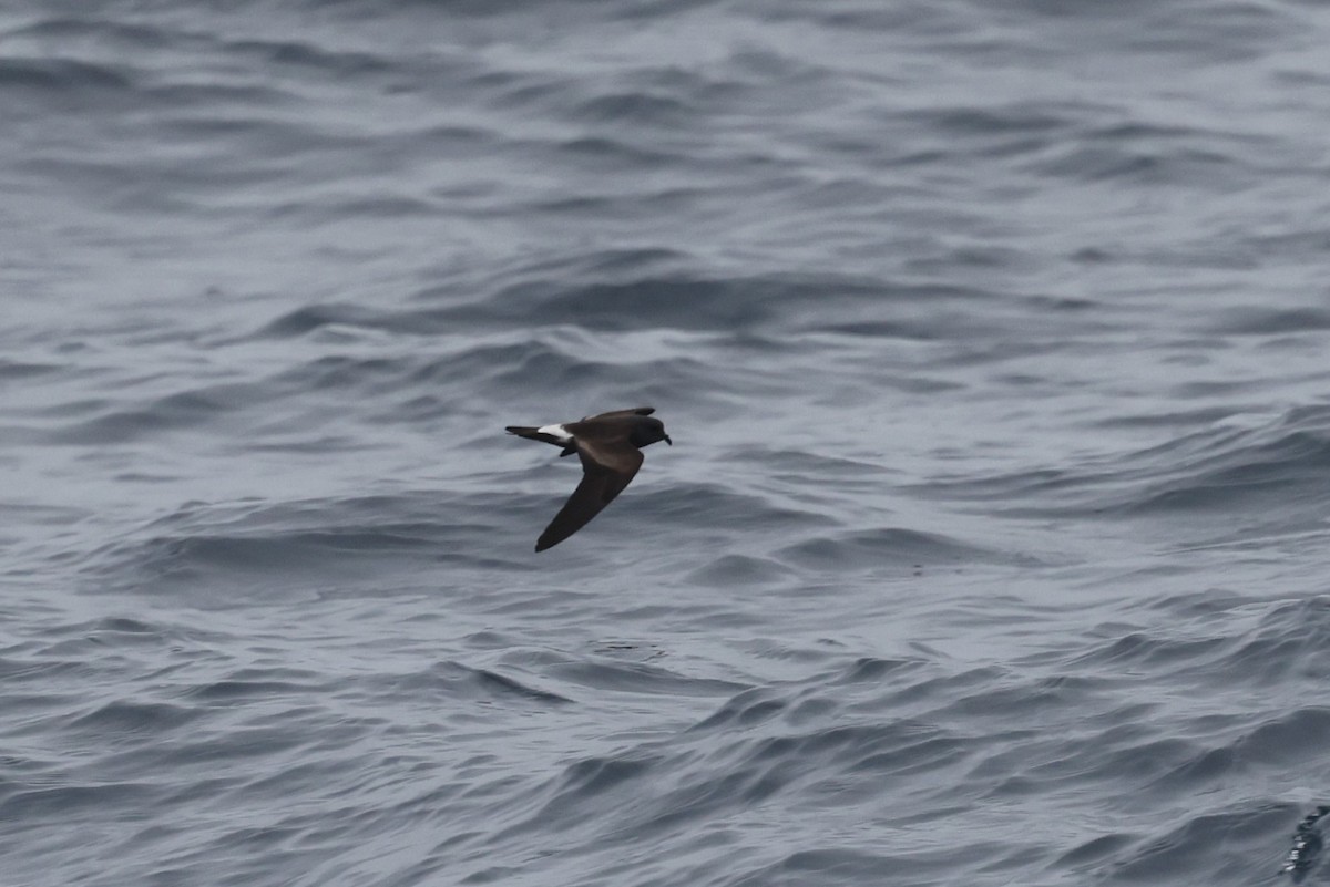 Townsend's Storm-Petrel - ML646422692