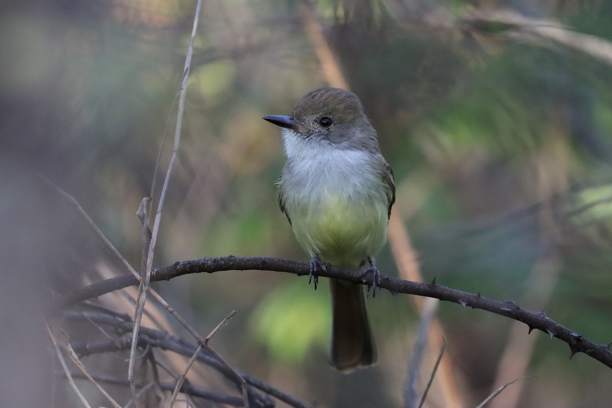 Nutting's Flycatcher - ML646422713