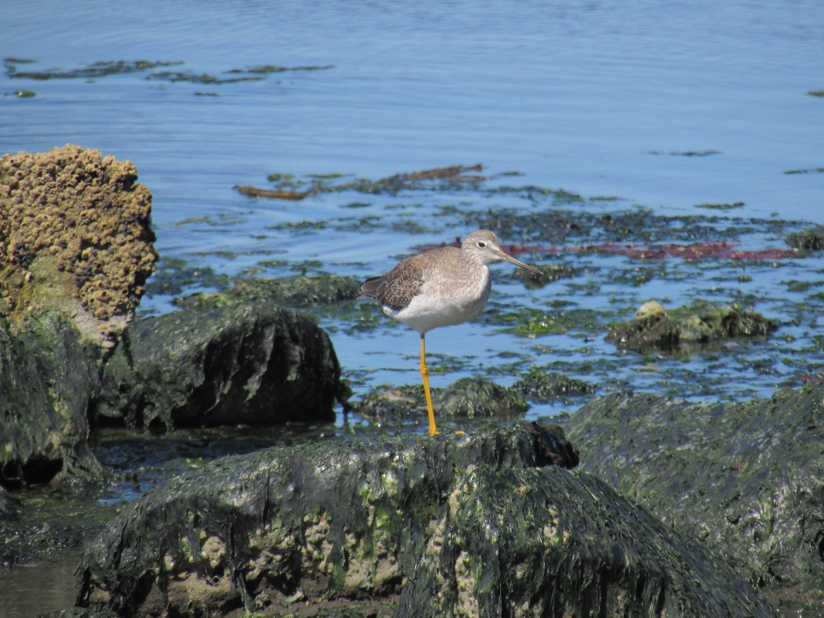 Greater Yellowlegs - ML646422714