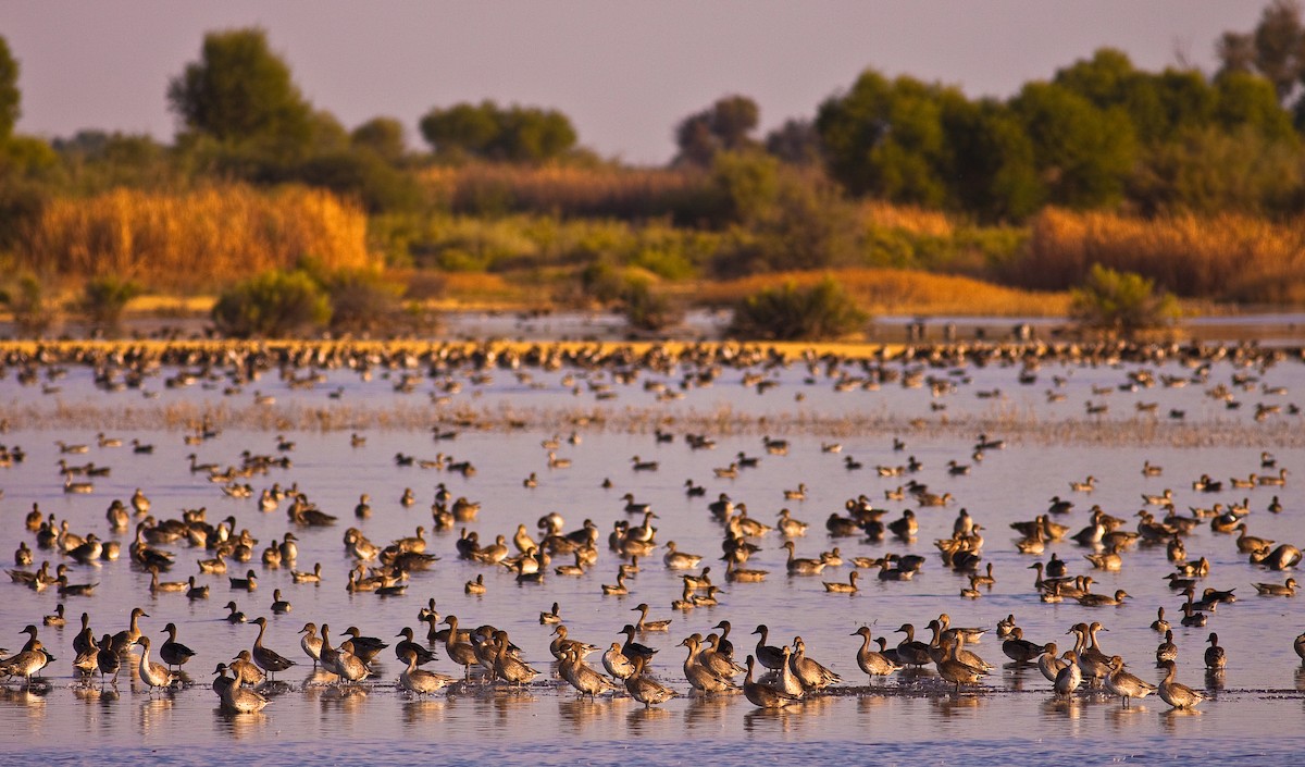Northern Pintail - ML646422718