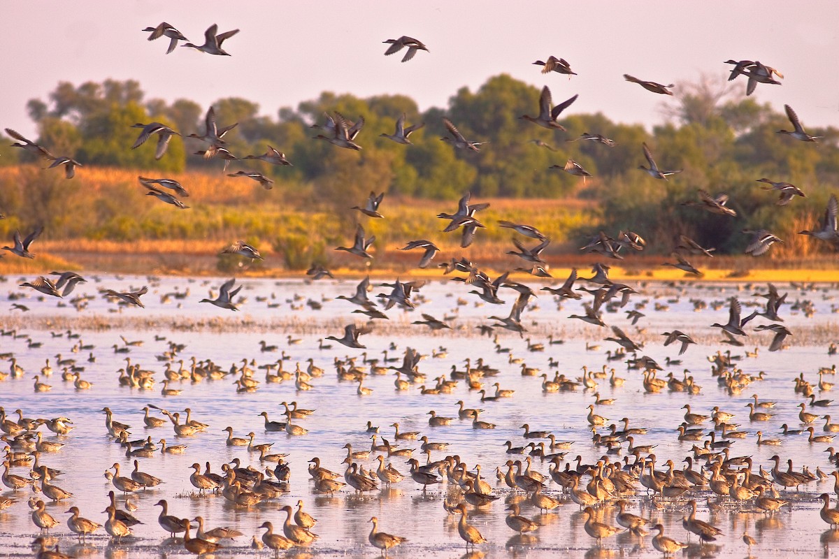 Northern Pintail - ML646422719