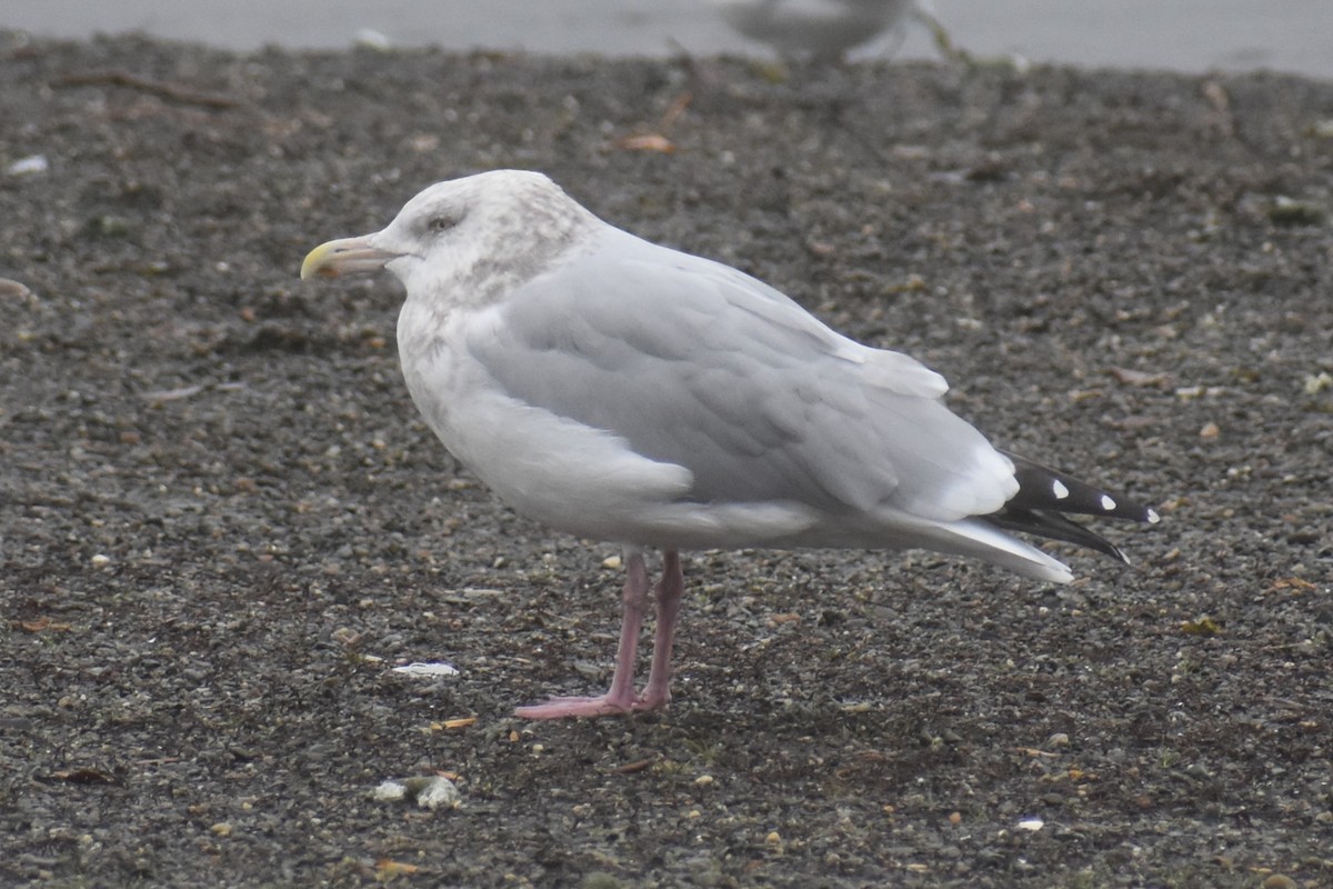 American Herring Gull - ML646422720