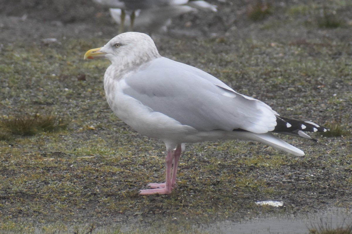 American Herring Gull - ML646422721