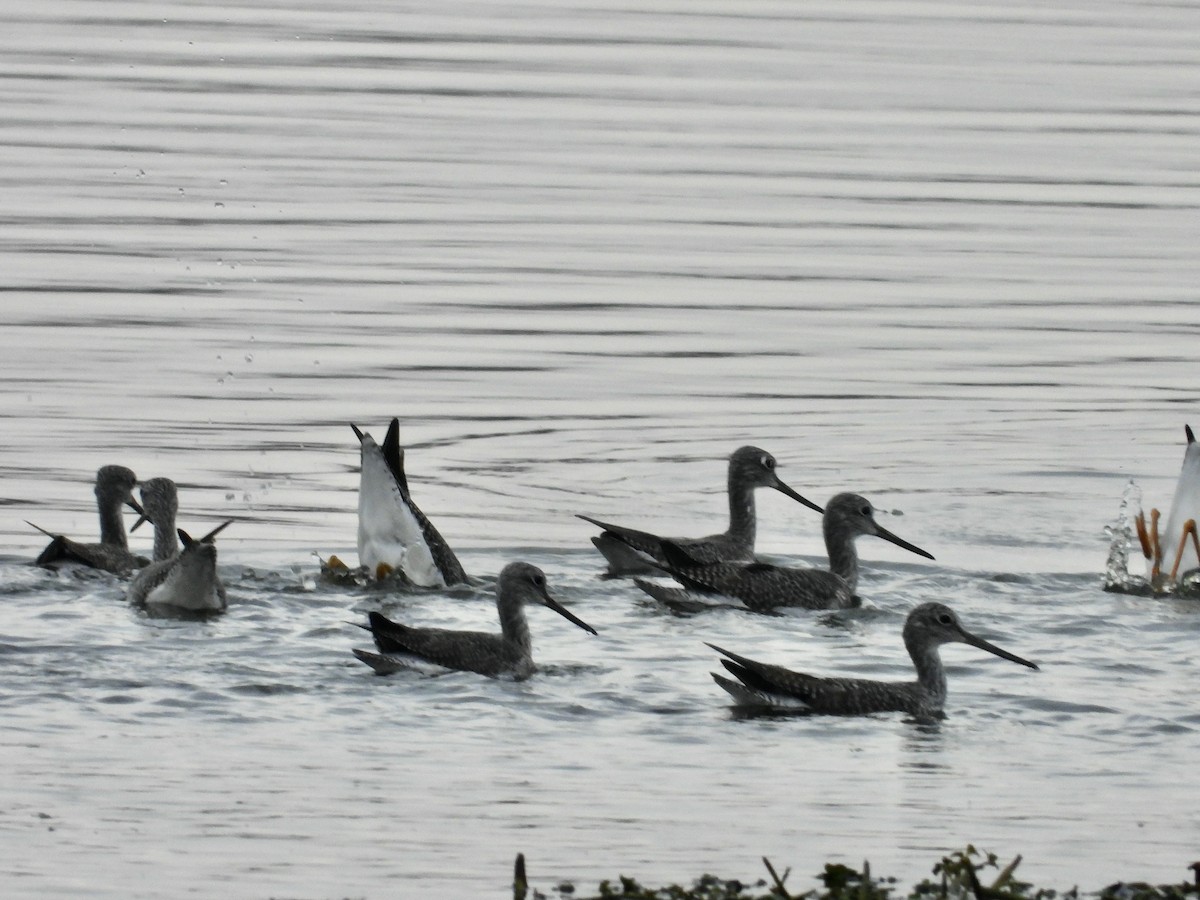 Tüpfelgelbschenkel - ML646422722