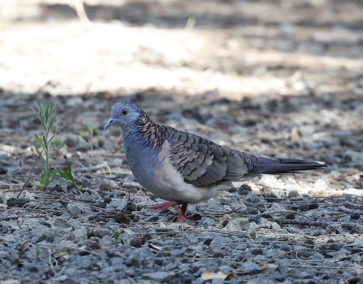 Bar-shouldered Dove - ML646422726