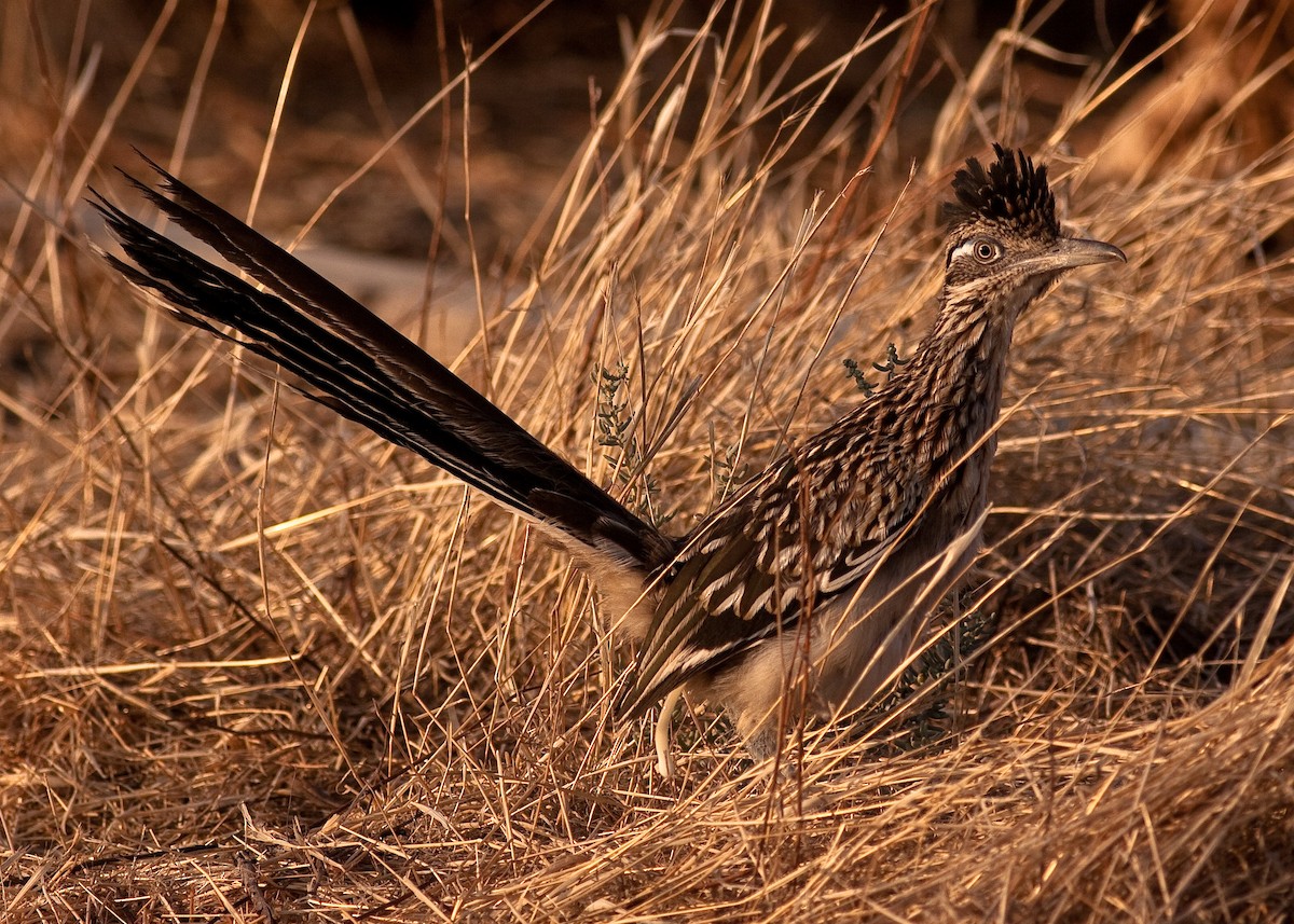 Greater Roadrunner - ML646422727