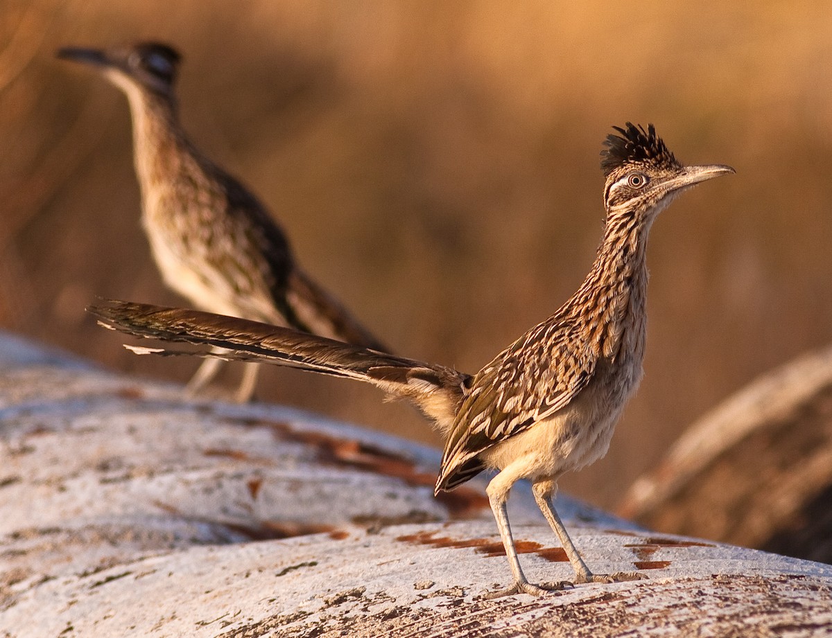 Greater Roadrunner - ML646422728