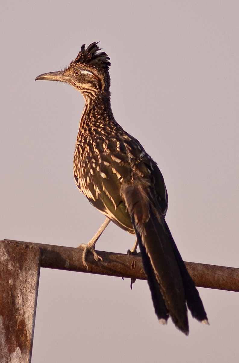 Greater Roadrunner - ML646422729