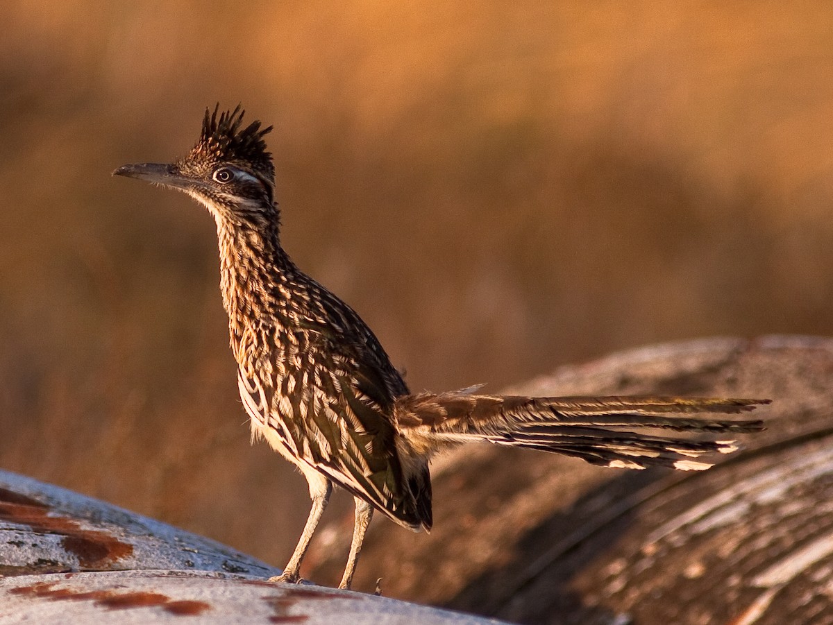 Greater Roadrunner - ML646422730