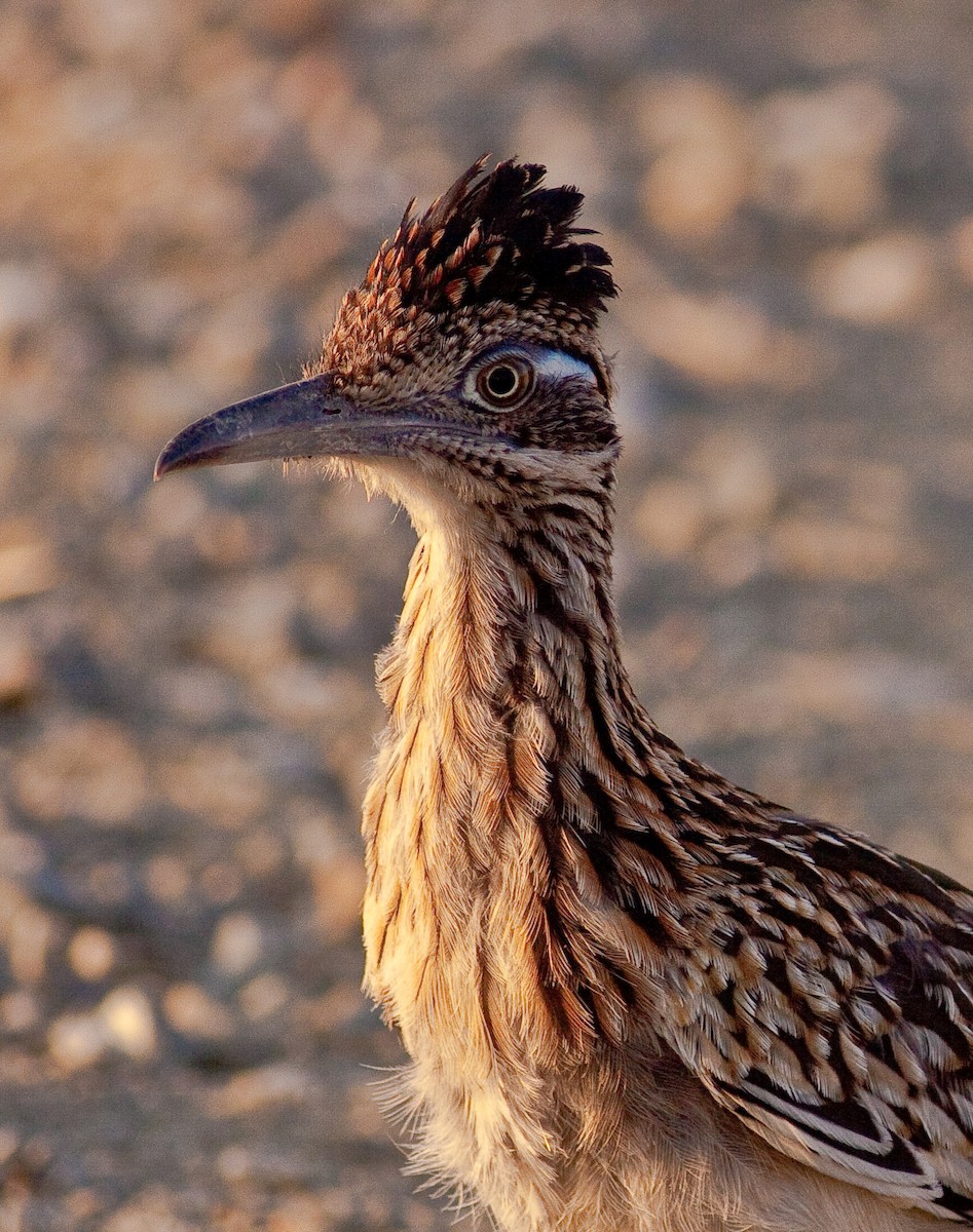 Greater Roadrunner - ML646422731