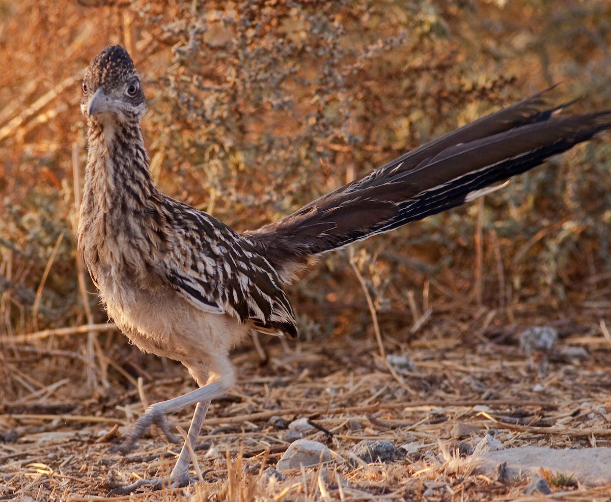 Greater Roadrunner - ML646422732