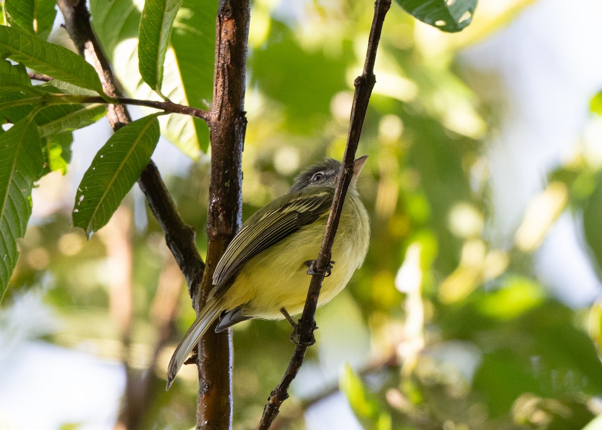 Olivscheitel-Breitschnabeltyrann - ML646422734