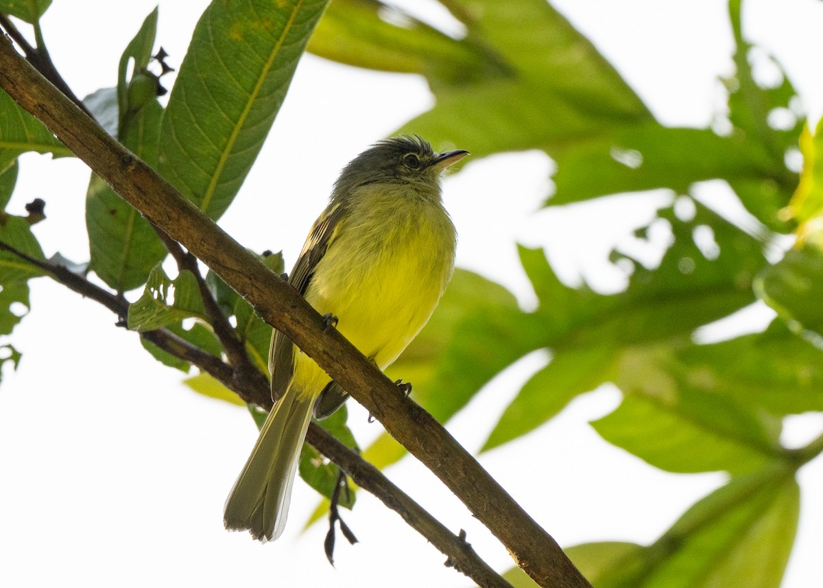 Slaty-capped Flycatcher - ML646422735