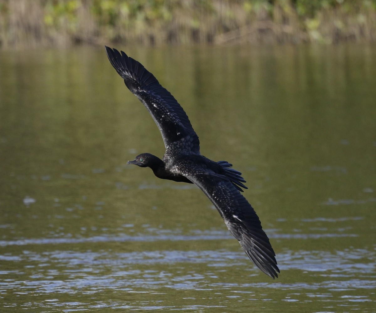 Little Black Cormorant - ML646422736