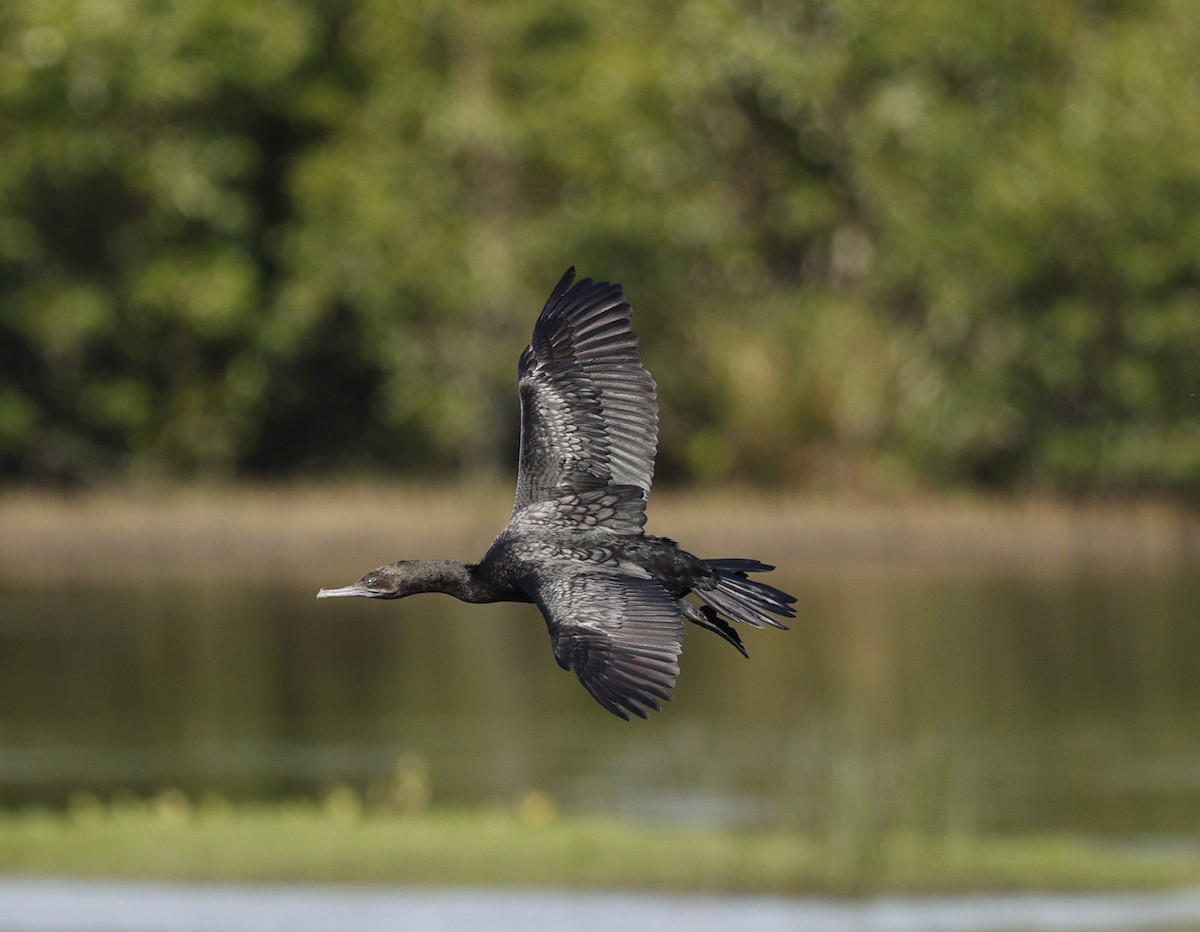 Little Black Cormorant - ML646422737