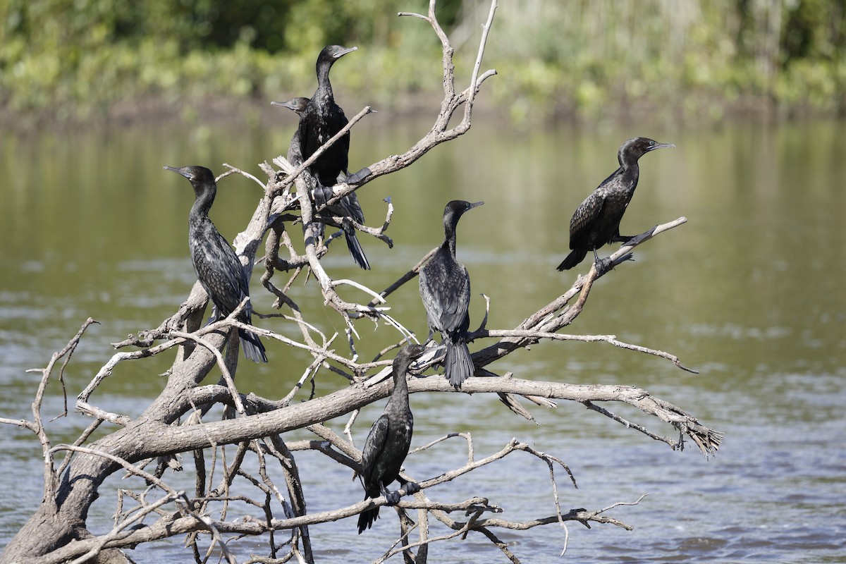 Little Black Cormorant - ML646422738