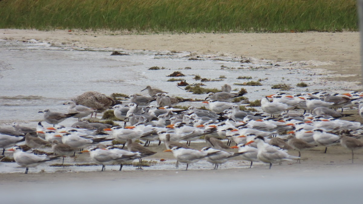 שחפית גדולה - ML646422739