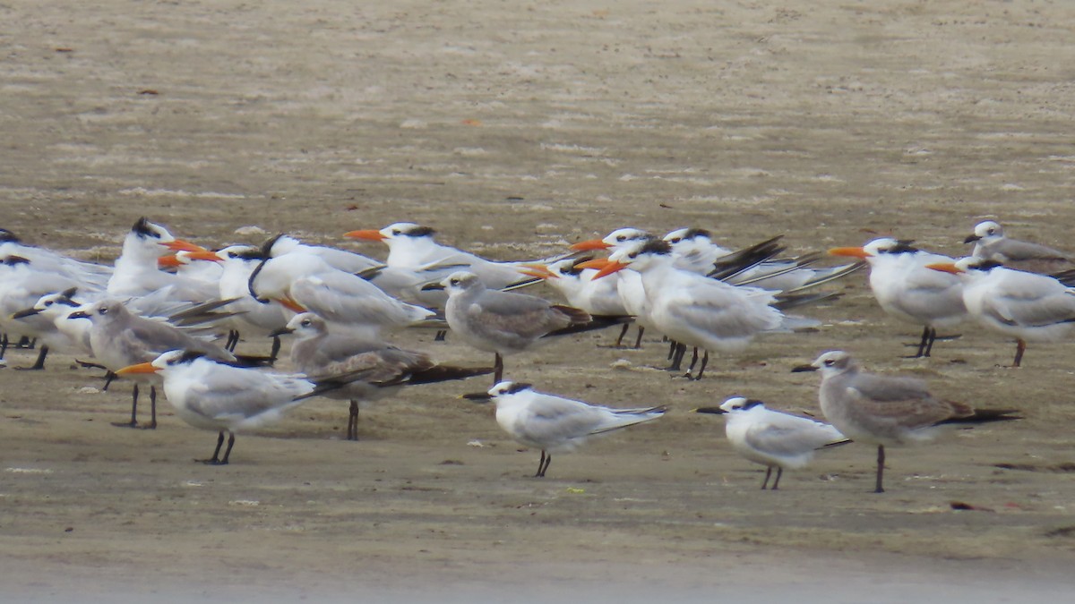 Royal Tern - ML646422740