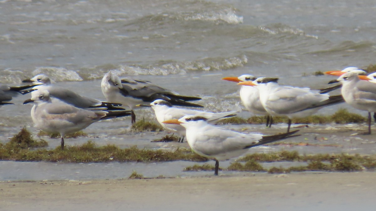 שחפית גדולה - ML646422741