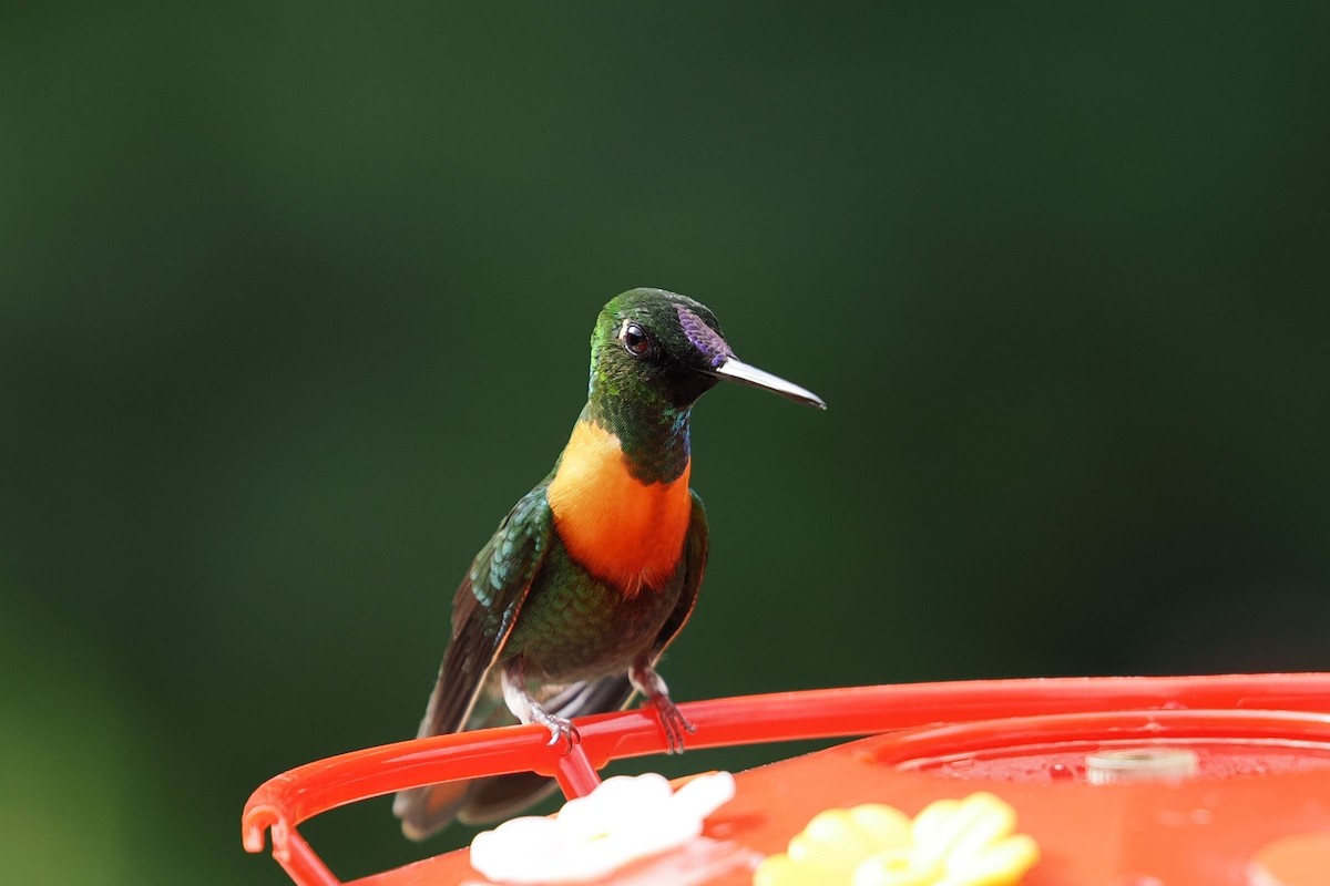 Gould's Jewelfront - ML646422742