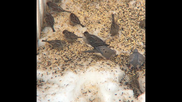 Red-winged Blackbird - ML646422744