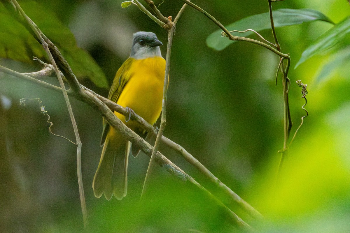 Gray-headed Tanager - ML646422745
