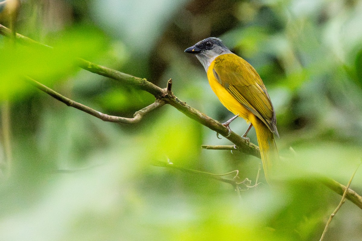 Gray-headed Tanager - ML646422746