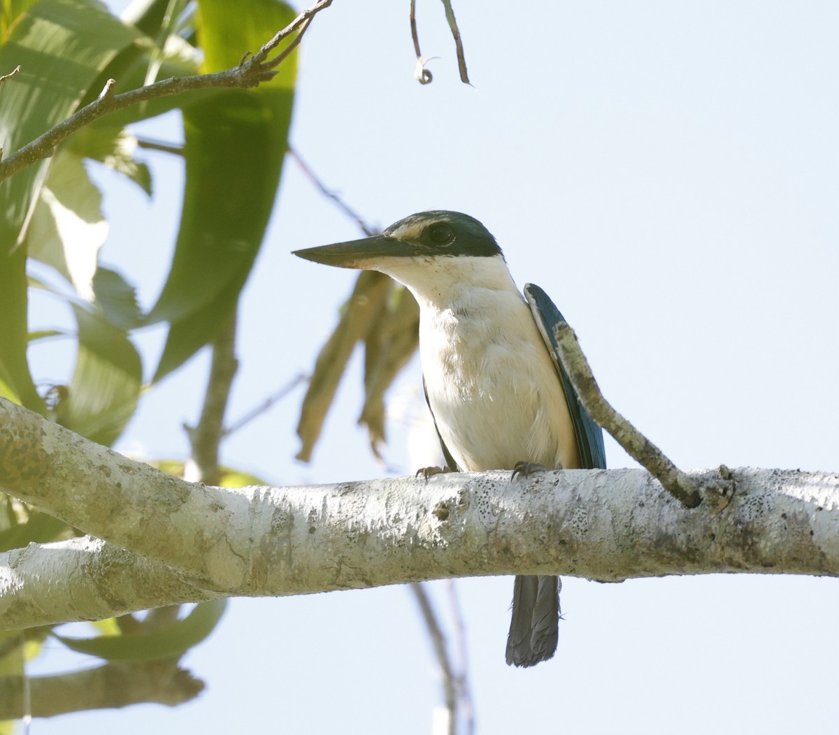 Sacred Kingfisher - ML646422748