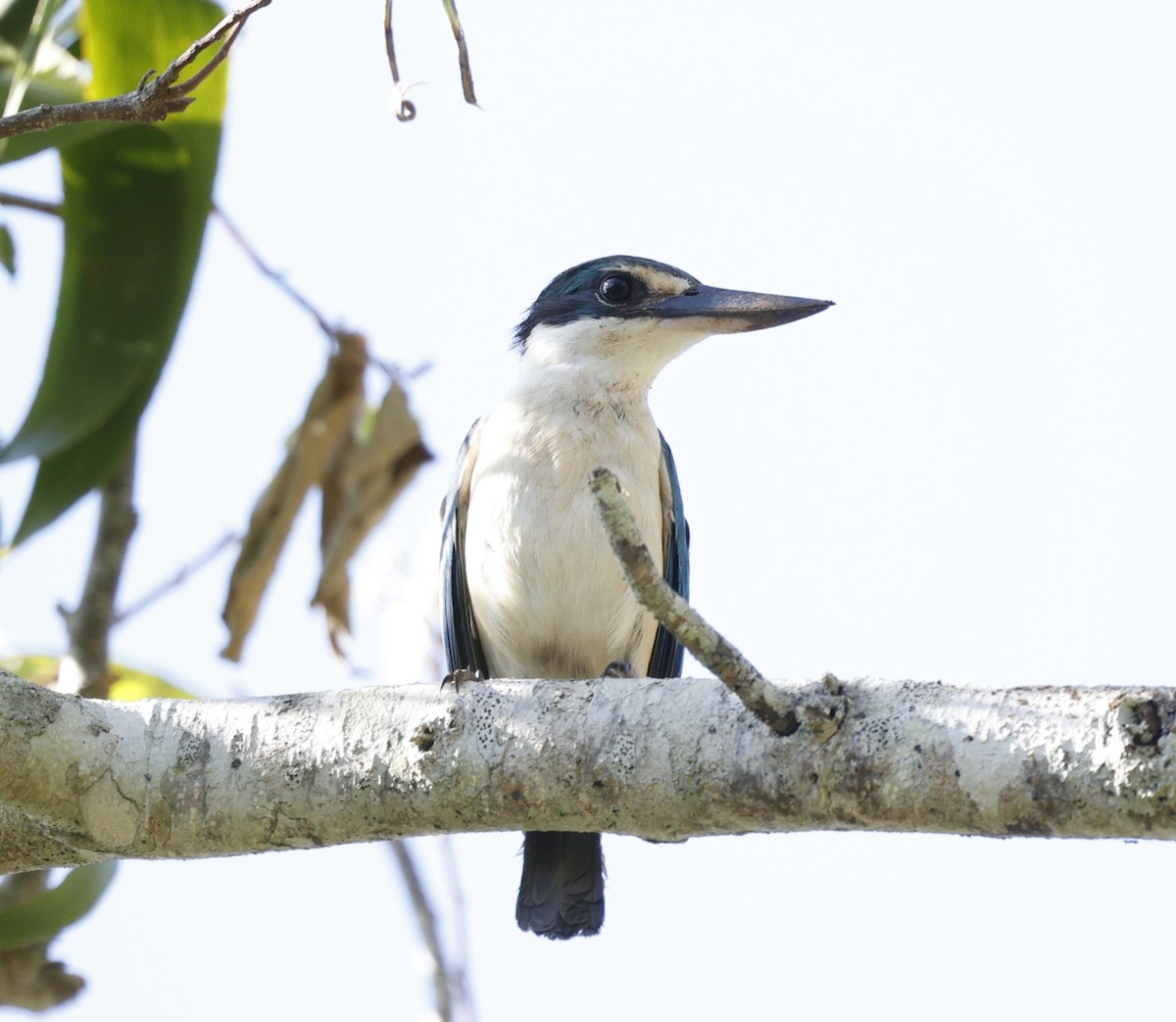 Sacred Kingfisher - ML646422749