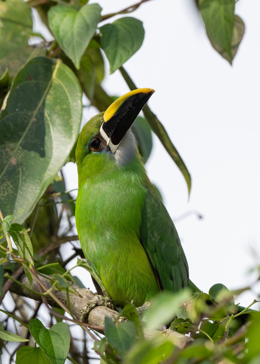 Weißkehlarassari (griseigularis) - ML646422750