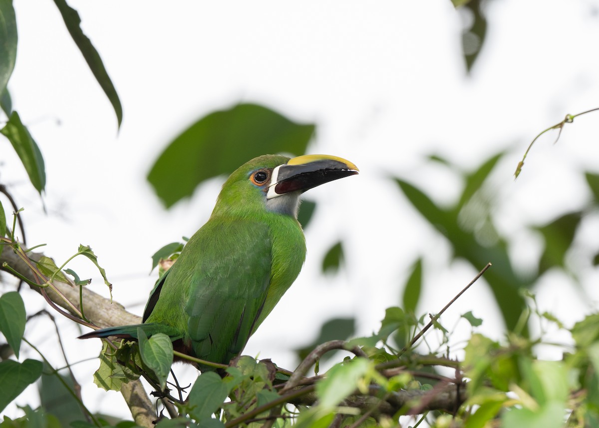 Southern Emerald-Toucanet (Gray-throated) - ML646422751