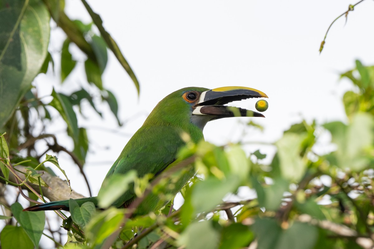 Weißkehlarassari (griseigularis) - ML646422752