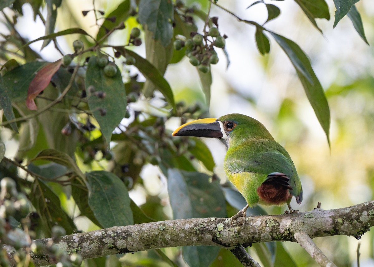 Weißkehlarassari (griseigularis) - ML646422753