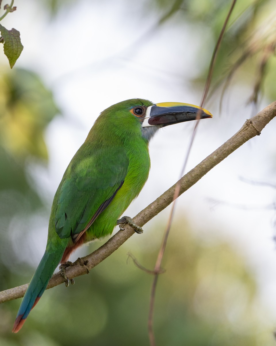 Weißkehlarassari (griseigularis) - ML646422754