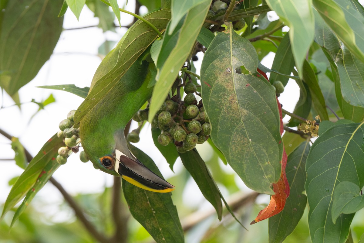 Weißkehlarassari (griseigularis) - ML646422755