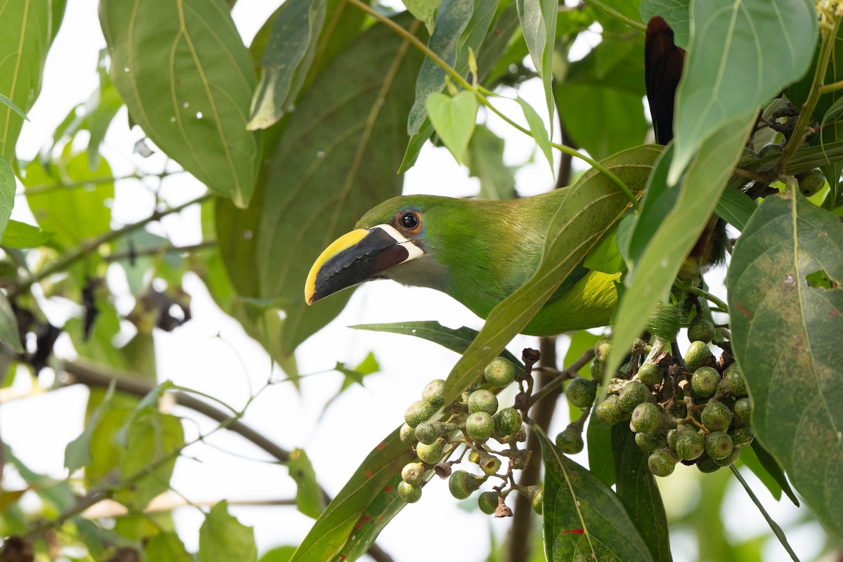 Weißkehlarassari (griseigularis) - ML646422756