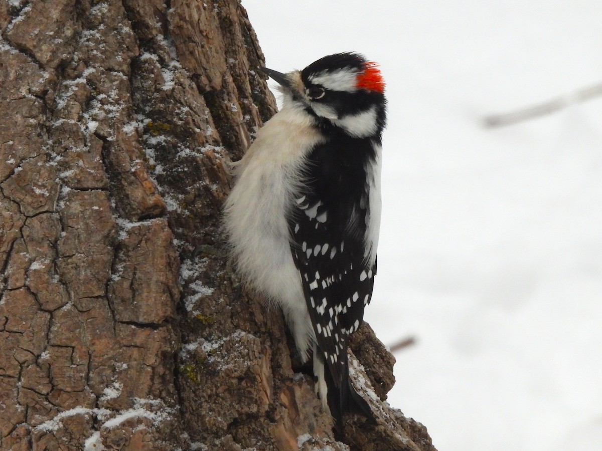 Downy Woodpecker - ML646422757